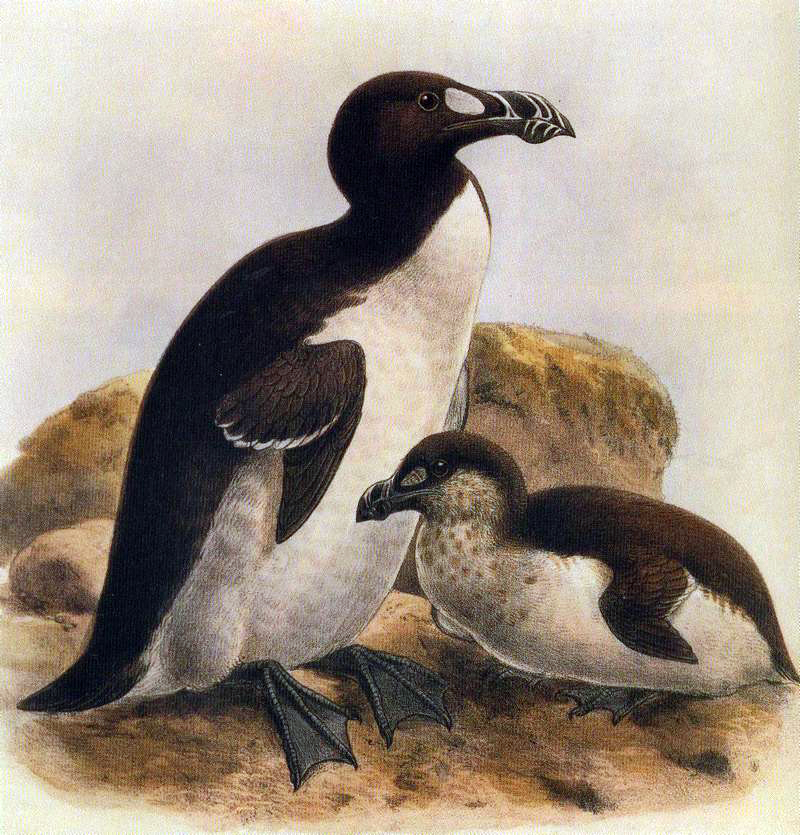 Pinguinus impennis