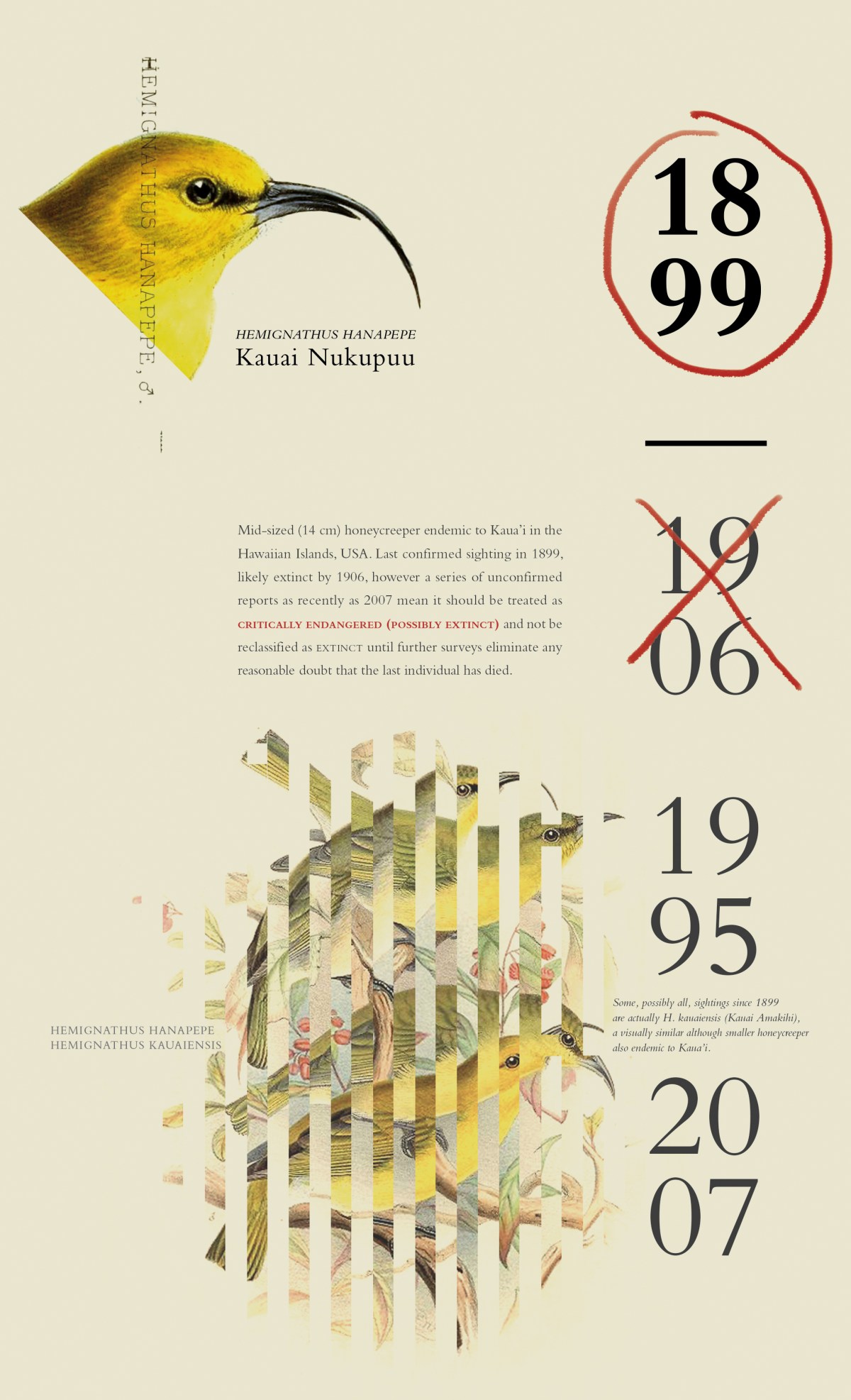 Hemignathus hanapepe