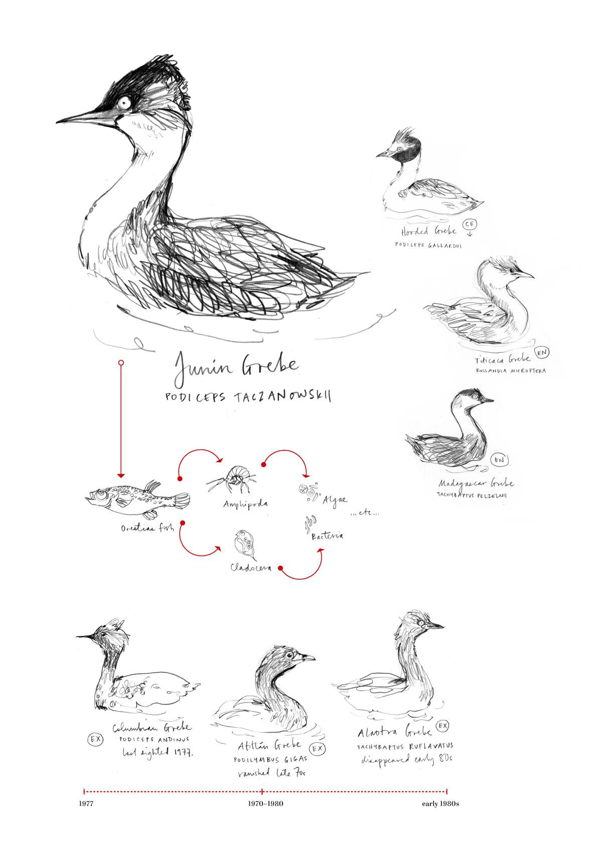 Podiceps taczanowskii