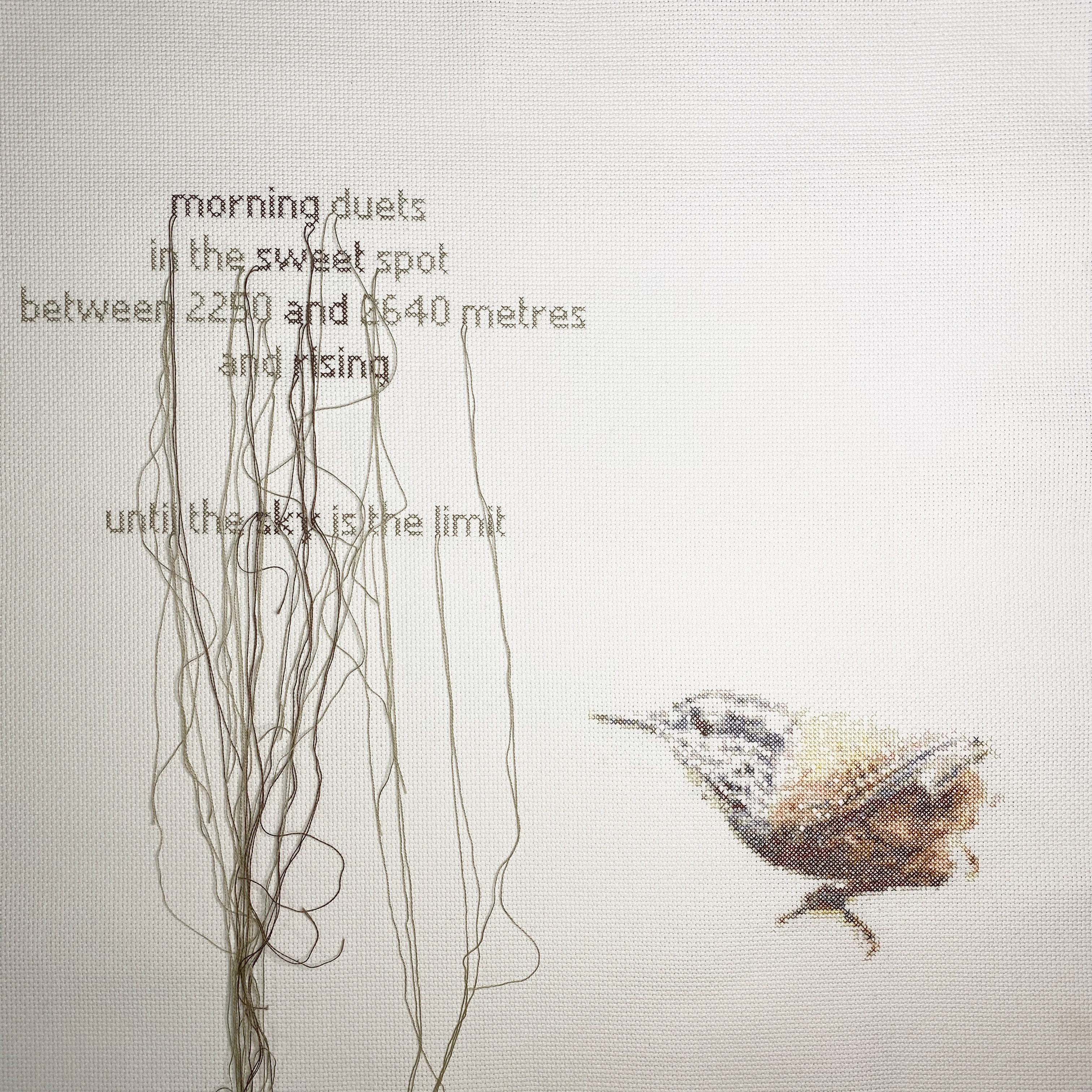 Munchique Wood-wren Precarious Birds 2020