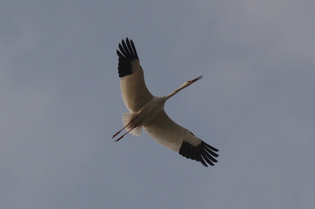 Leucogeranus leucogeranus