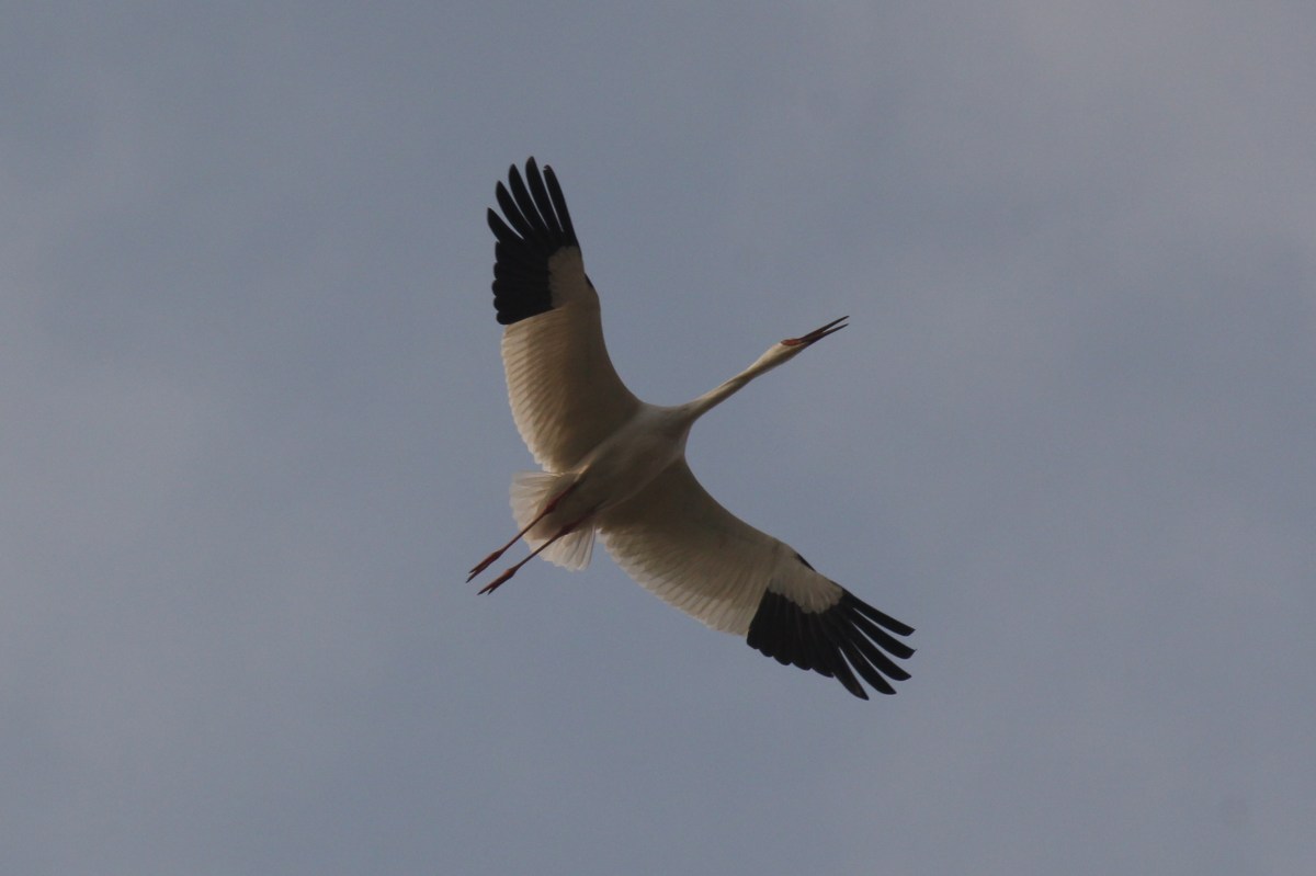 Leucogeranus leucogeranus